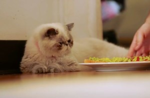 ray the cat