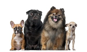 Best apartment dogs