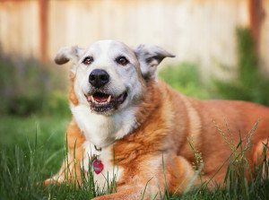 senior pet