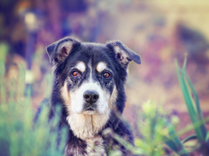 senior pet
