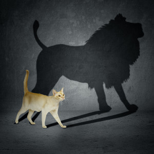 shadow cat