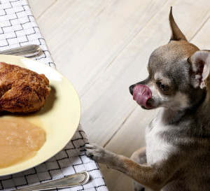 can dogs eat turkey
