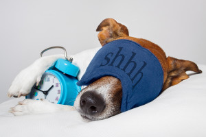 dog dreaming