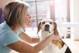 senior pet