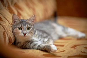 The Gray Cat With Green Eyes Lies On A Sofa.