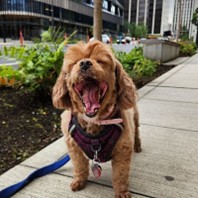 [Happy Fetch! Pet Care client after medicine administration]
