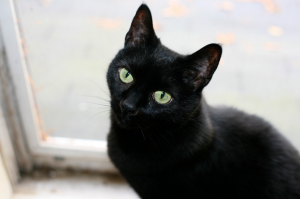 black cat