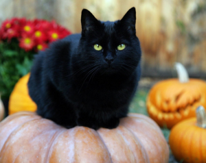 black cat