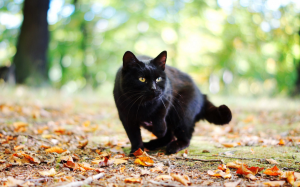 black cat